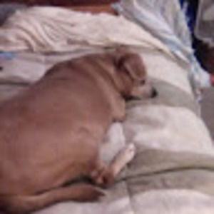 Meet your Posher, Carol